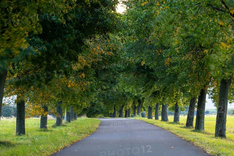 Linden avenue (Tilia) on the Lerchenberg, Börnchen, Bannewitz, Saxony, Germany