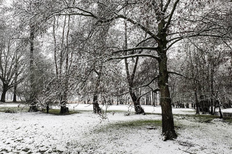Black alder (Alnus glutinosa) in a snowy floodplain landscape, Emsland, Lower Saxony, Germany