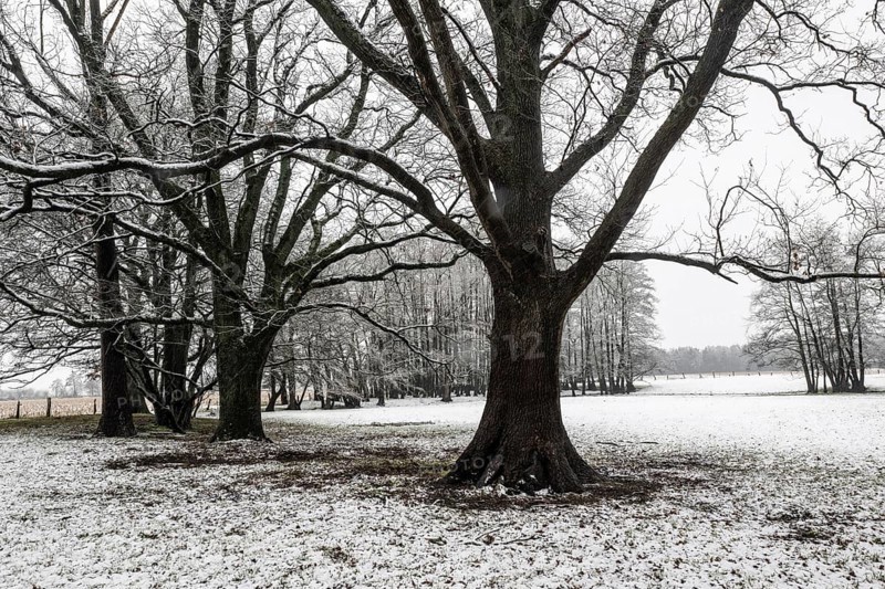English oak (Quercus robur) and black alder (Alnus glutinosa) in a snow-covered floodplain landscape, Emsland, Lower Saxony, Germany