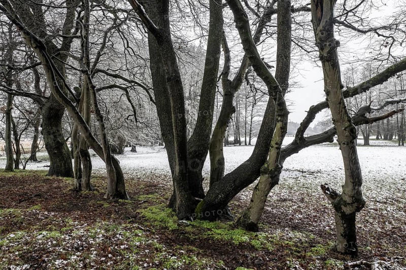 English oak (Quercus robur) and hornbeam (Carpinus betulus) in a snowy floodplain landscape, Emsland, Lower Saxony, Germany