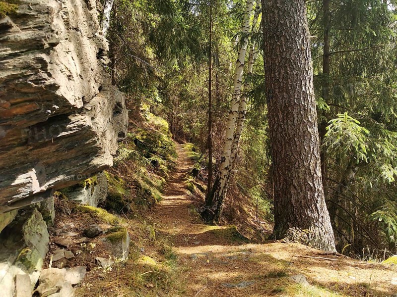 Narrow Alpensteig forest trail, lined with tall trees and rocks, hiking in the Thuringian Forest nature park Park
