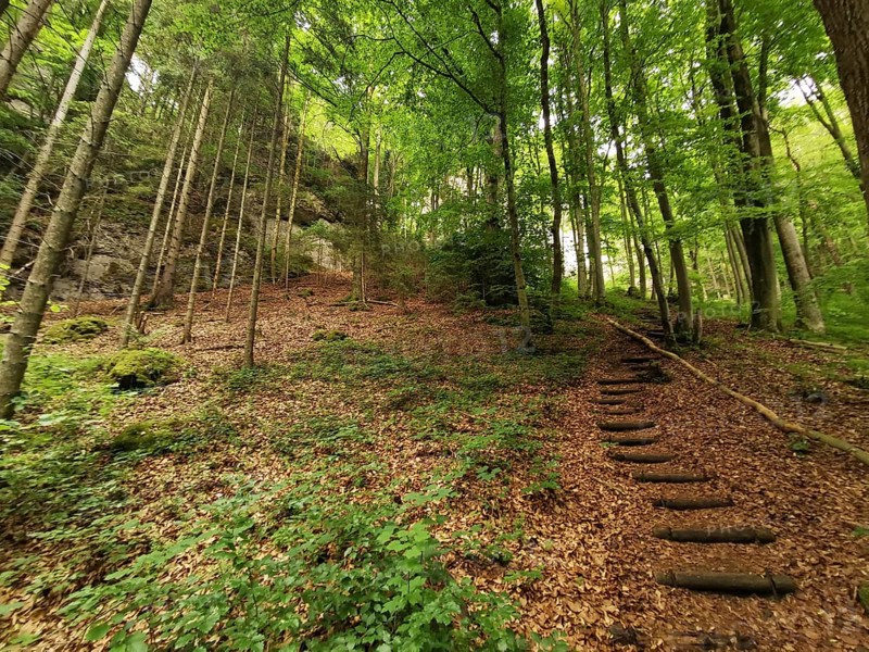 Forest trail through a green forest, with wooden stairs and a quiet atmosphere, hiking in the Franconian Forest nature park Park