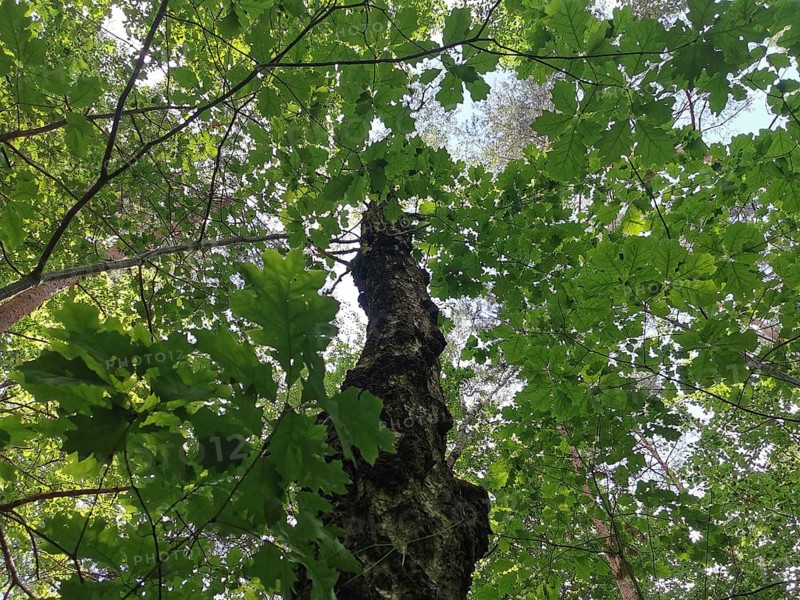 View from below of treetops covered by green leaves hiking in the Franconian Forest nature park Park