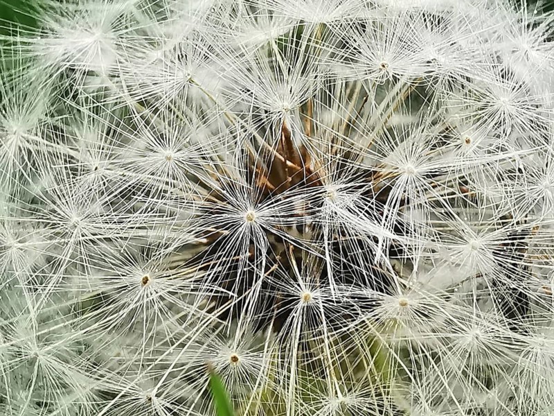 Close-up of a dandelion (taraxacum officinale) with detailed view of the white seed umbrellas, Franconian Forest nature park Park