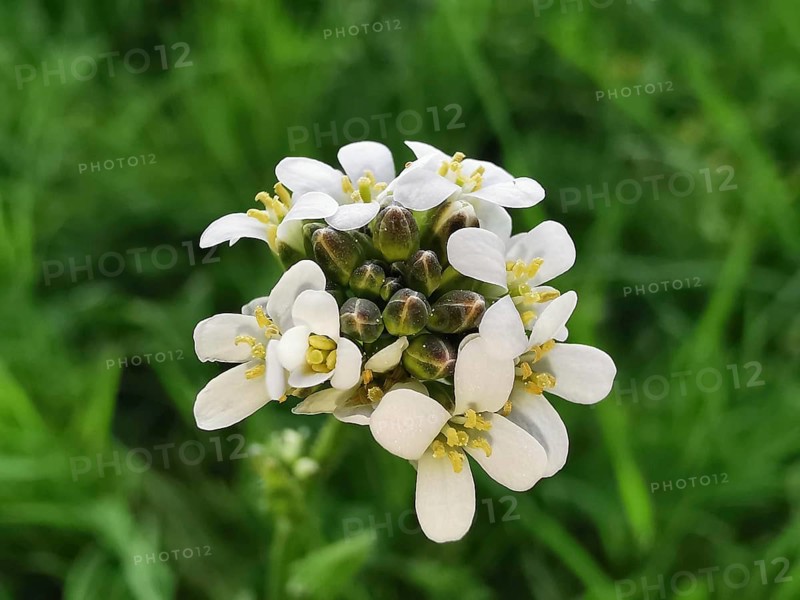 White flowers of cress (nasturtium officinale) in a macro shot against a deep green background, Franconian Forest nature park Park