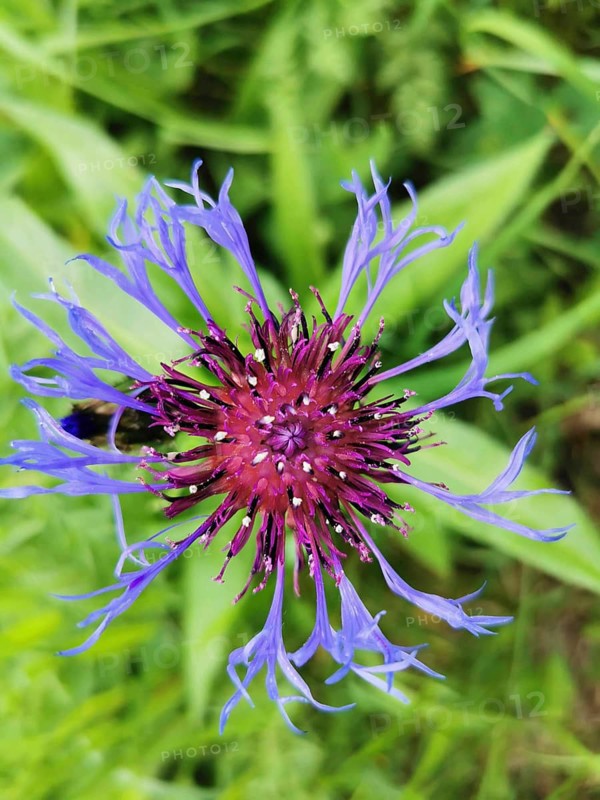 Close-up of a purple cornflower (centaurea cyanus) with detailed petals against a green background, Franconian Forest nature park Park