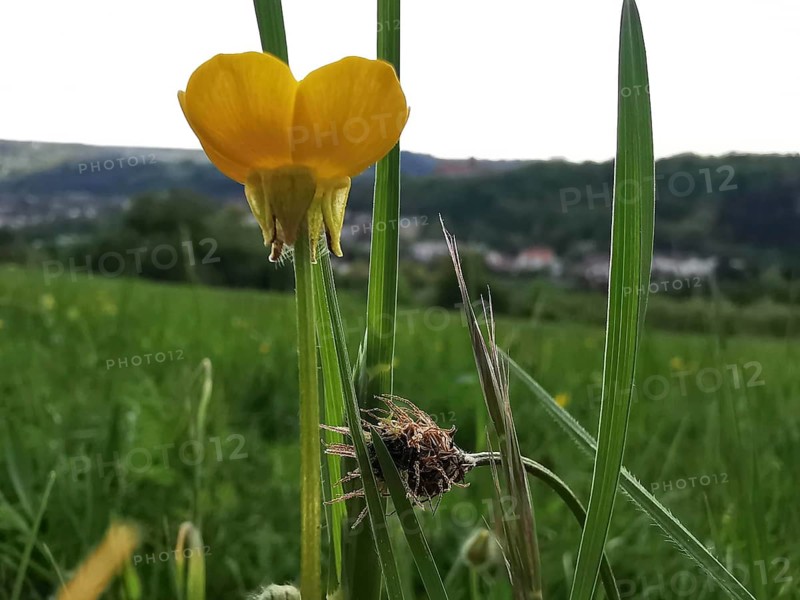 Close-up of a yellow buttercup (ranunculus acri) in a meadow with landscape in the background, Franconian Forest nature park Park