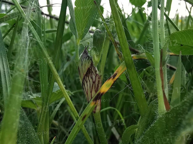 Detailed close-up of various types of grass and leaves, Frankenwald nature park Park