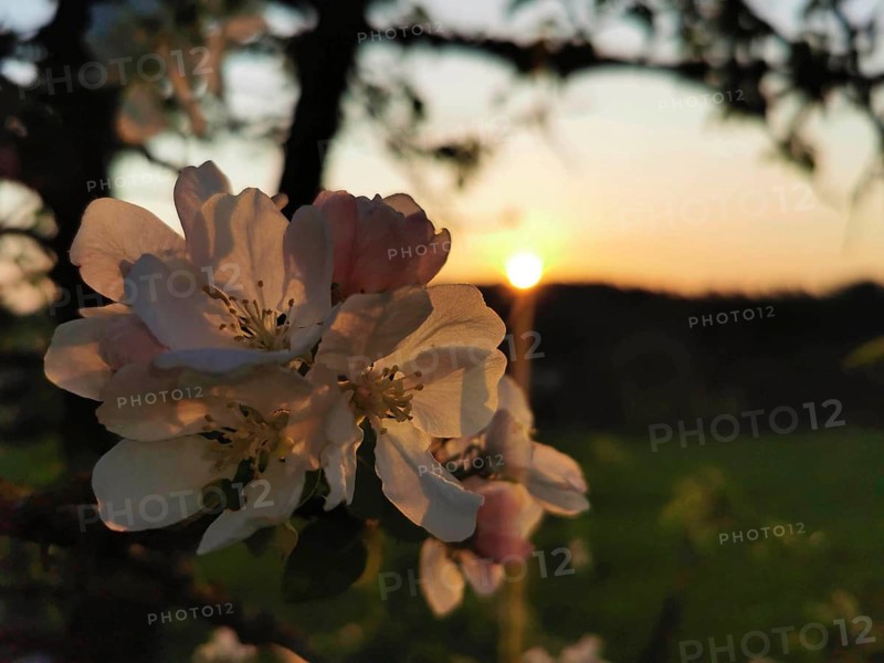 Apple tree blossoms (malus domestica) against the light of a sunset, Werder, Havelland