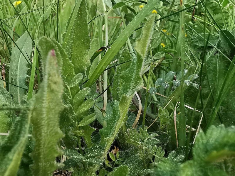 Close-up of various green plants and grasses, Franconian Forest nature park Park