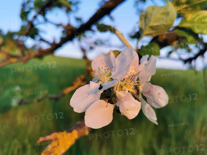 Close-up of white and pink blossoms of an apple tree (malus domestica) in spring, Werder, Havelland