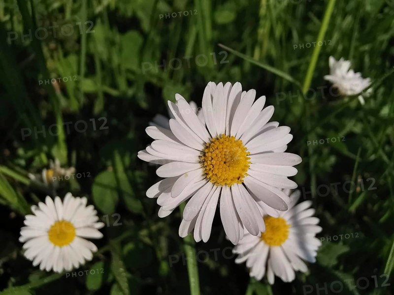 Daisy (bellis perennis) with white petals and yellow centre in a meadow, Franconian Forest nature park Park