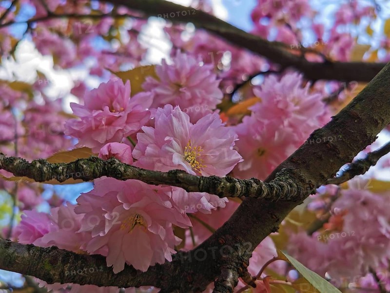 A branch full of pink cherry blossoms (cerasus) against the blue sky in a natural spring mood, Berlin