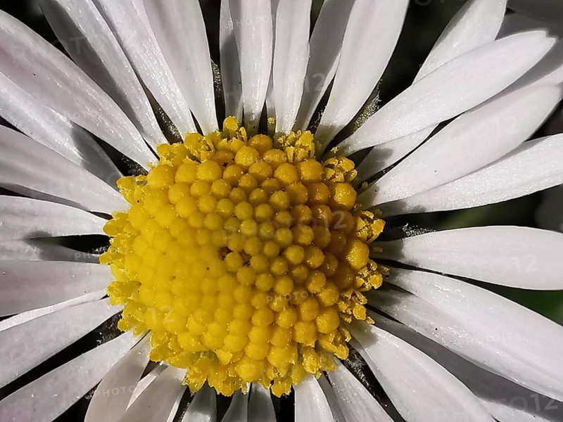 Close-up of a daisy (Leucanthemum) with bright yellow centre and white petals, Franconian Forest nature park Park