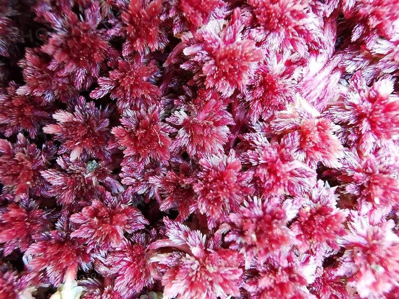 Close-up of red peat moss (sphagnum), which forms a dense and richly textured surface, Franconian Forest nature park Park