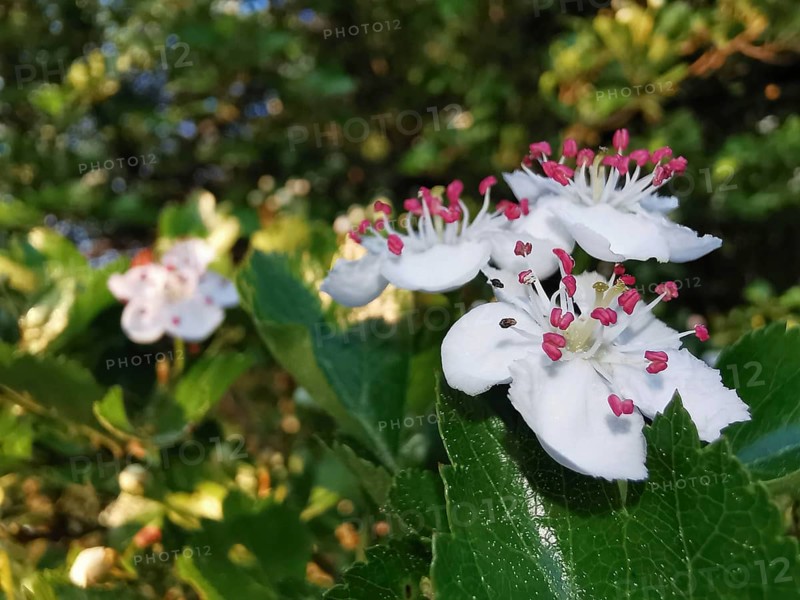 White flowers of hawthorn (Crataegus) with pink stamens in sunlight on a bush in a natural setting, Franconian Forest nature park Park