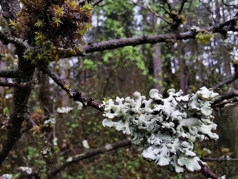 Lichens (plectere) and moss (muscus) adorn the branches of a tree in the forest, Franconian Forest nature park Park