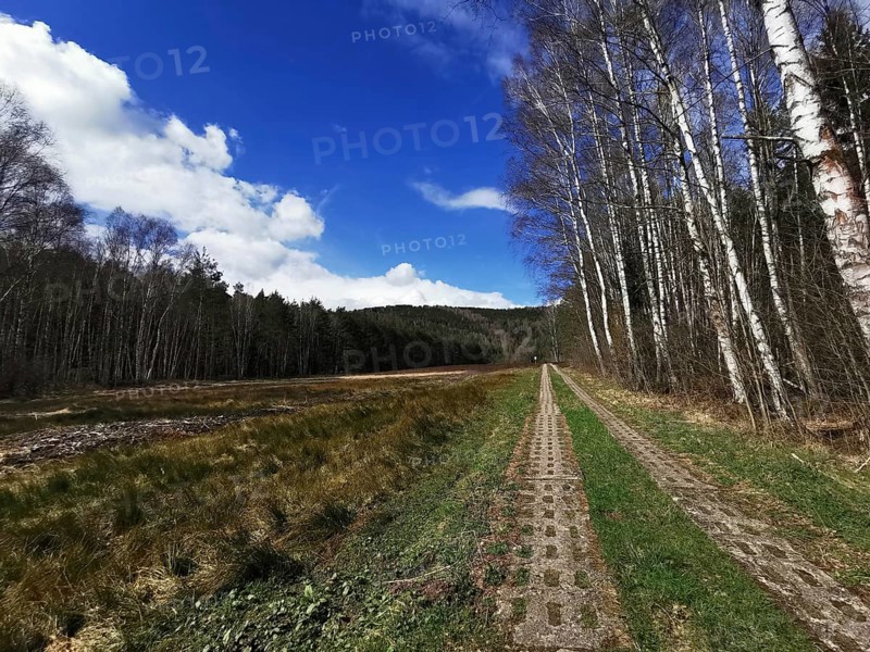 A forest trail with armor plates lined with birches and meadows under a blue sky, on the former inner-German border, hiking along the green belt, Franconian Forest nature park Park