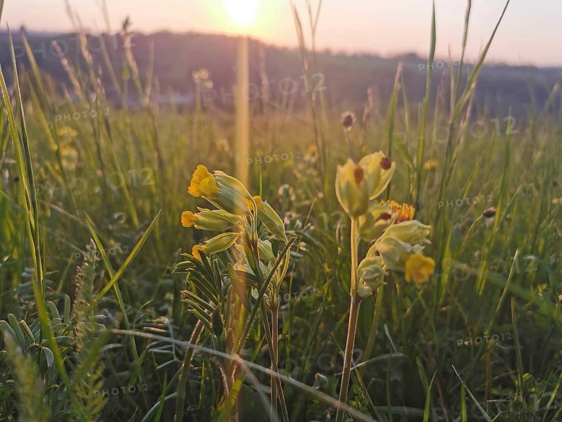 Yellow primroses (Primula) glow in the soft light of an early sunrise in a meadow, Franconian Forest nature park Park
