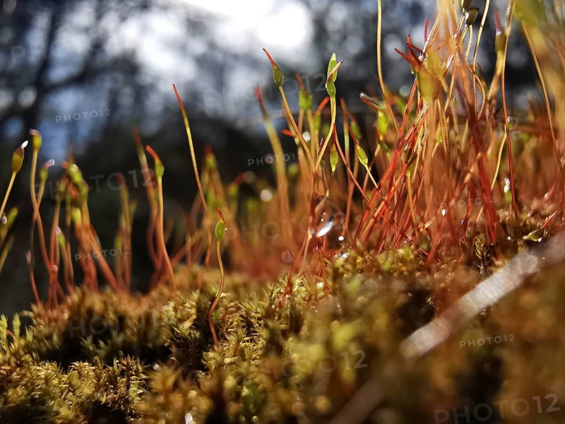 Close-up of moss and stalks in the forest in soft light, on the former inner-German border, hiking along the green belt, Frankenwald nature park Park