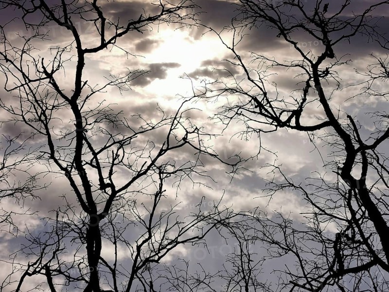 Dramatic sky with clouds and sunlit branches in silhouette, hiking along the green belt, Franconian Forest nature park Park