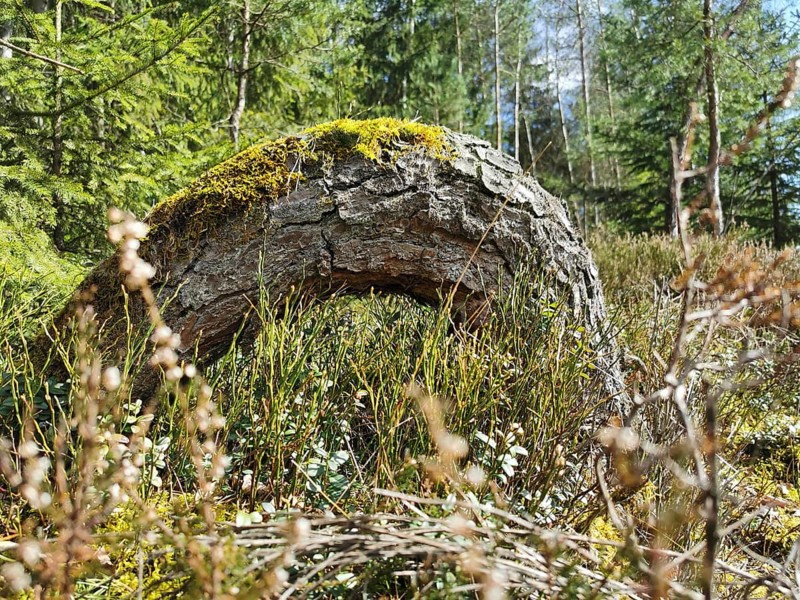 Moss-covered tree stump in the middle of a dense forest area on the former inner-German border, hiking along the green belt, Franconian Forest nature park Park