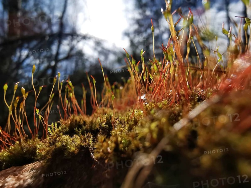 Moss and stalks glow in the soft evening light of the forest, on the former inner-German border, hiking along the green belt, Franconian Forest nature park Park