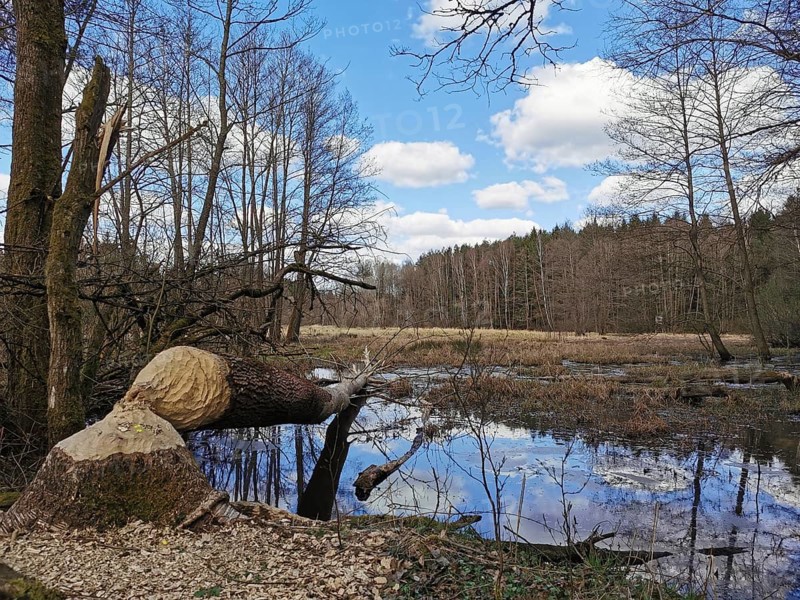 A tree felled by a beaver (castor) on the shore of a calm lake with reflecting sky and clouds, at the former inner-German border, hiking along the green belt, Franconian Forest nature park Park