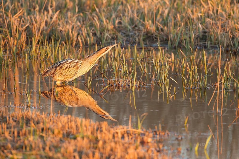 Great or Eurasian bittern (Botaurus stellaris) adult heron bird in a reedbed in spring, RSPB Minsmere nature reserve, Suffolk, England, United Kingdom
