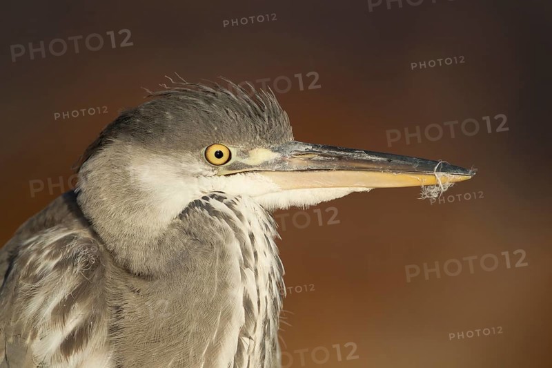 Grey heron (Ardea cinerea) juvenile young bird head portrait, England, United Kingdom