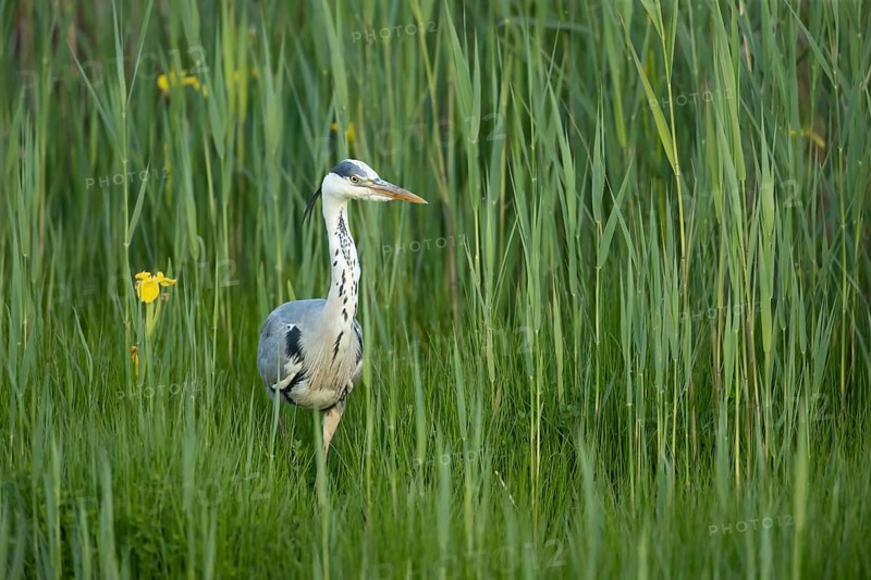 Grey heron (Ardea cinerea) adult bird in a reedbed in spring, RSPB Minsmere nature reserve, Suffolk, England, United Kingdom