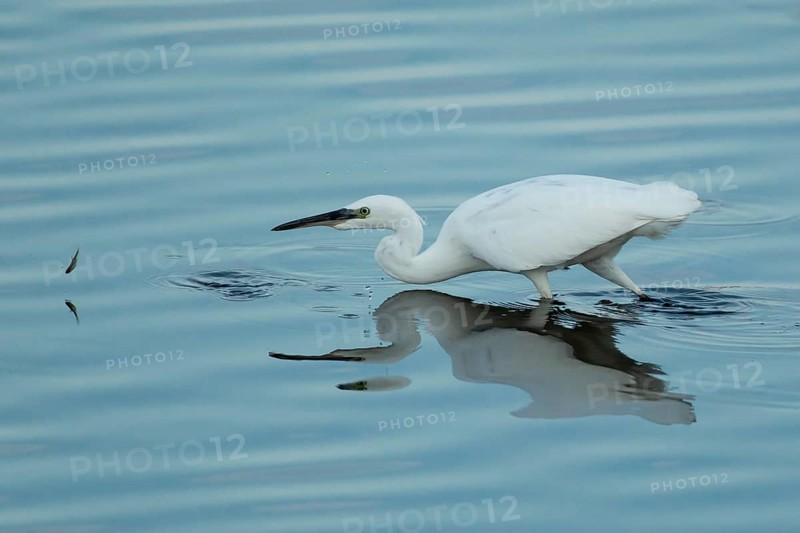 Little egret (Egretta garzetta) adult bird watching a fish jump out of the water, RSPB Strumpshaw fen nature reserve, Norfolk, England, United Kingdom
