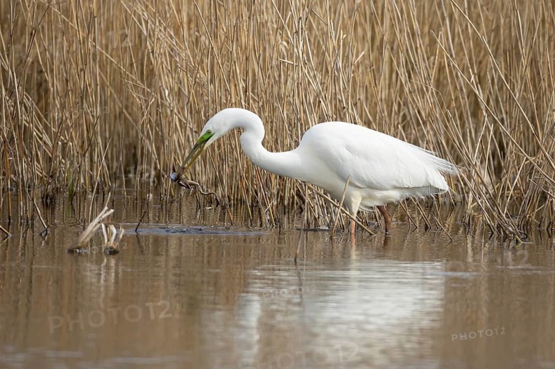 Great white egret (Ardea alba) adult heron bird in water on the edge of a reedbed with a frog for food in its beak, England, United Kingdom