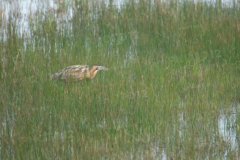 Great or Eurasian bittern (Botaurus stellaris) adult male heron bird booming during displaying in a reedbed in spring, RSPB Minsmere nature reserve, Suffolk, England, United Kingdom