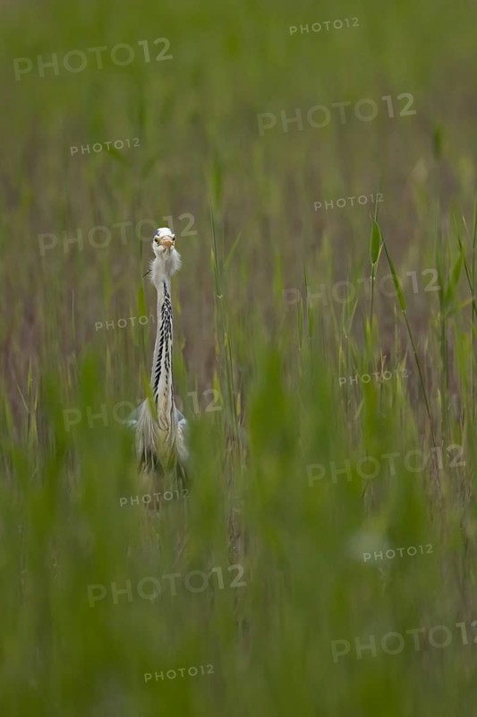 Grey heron (Ardea cinerea) adult bird in a reedbed in spring, RSPB Minsmere nature reserve, Suffolk, England, United Kingdom