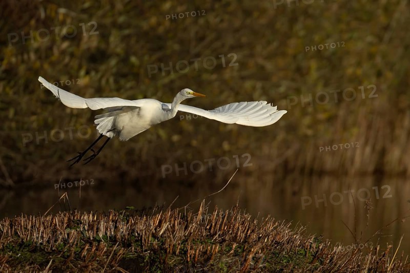 Great white egret (Ardea alba) adult heron bird flying taking off from an island in a lake, England, United Kingdom