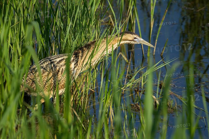 Great or Eurasian bittern (Botaurus stellaris) adult heron bird hunting in a reedbed in summer, RSPB Minsmere nature reserve, Suffolk, England, United Kingdom