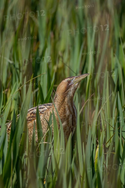 Great or Eurasian bittern (Botaurus stellaris) adult heron bird in a reedbed in spring, RSPB Minsmere nature reserve, Suffolk, England, United Kingdom
