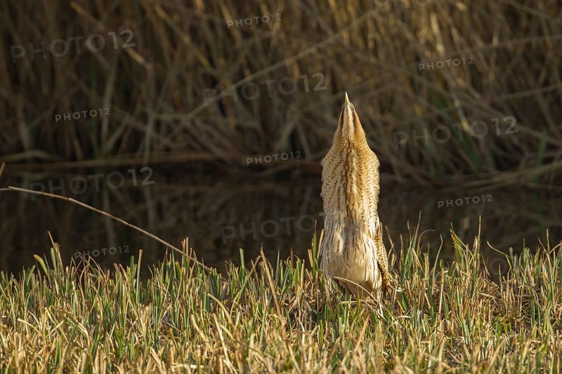 Great or Eurasian bittern (Botaurus stellaris) adult heron bird displaying in a reedbed in spring, RSPB Minsmere nature reserve, Suffolk, England, United Kingdom
