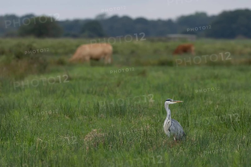 Grey heron (Ardea cinerea) adult bird on a marshland field with grazing cattle in the background, England, United Kingdom