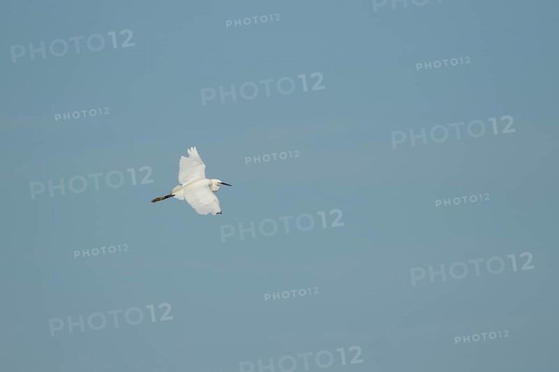 Little egret (Egretta garzetta) adult bird in flight, RSPB Minsmere nature reserve, Suffolk, England, United Kingdom