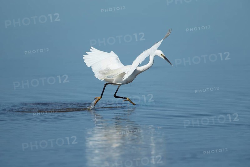 Little egret (Egretta garzetta) adult bird running through the water in a shallow lagoon, RSPB Frampton marsh Lincolnshire, England, United Kingdom