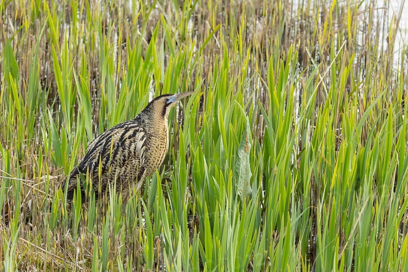 Great or Eurasian bittern (Botaurus stellaris) adult male heron bird in a reedbed in spring, RSPB Minsmere nature reserve, Suffolk, England, United Kingdom