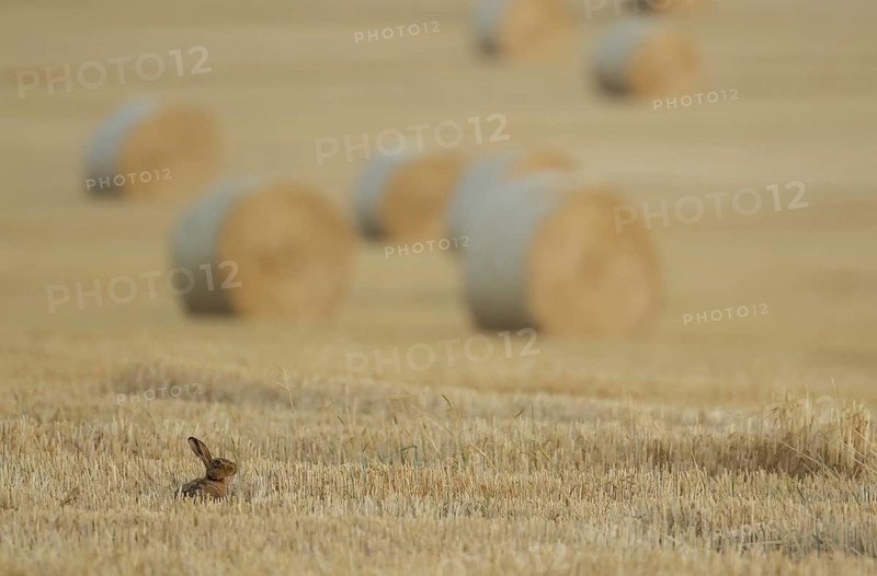 European brown hare (Lepus europaeus) adult mammal feeding in a farmland stubble field with straw bales in summer, England, United Kingdom