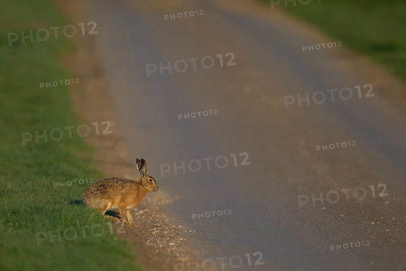 European brown hare (Lepus europaeus) adult mammal on the edge of a country road, England, United Kingdom