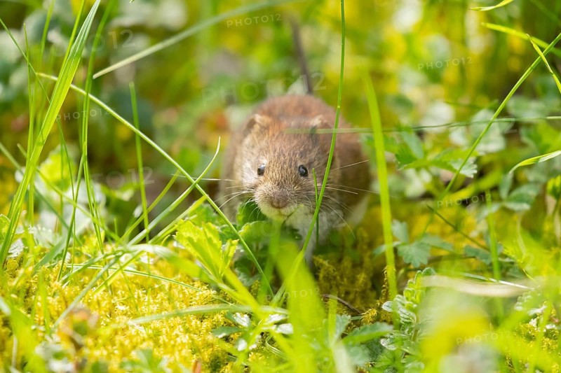 Field vole (Microtus agrestis) adult rodent mammal searching for food in grassland, England, United Kingdom