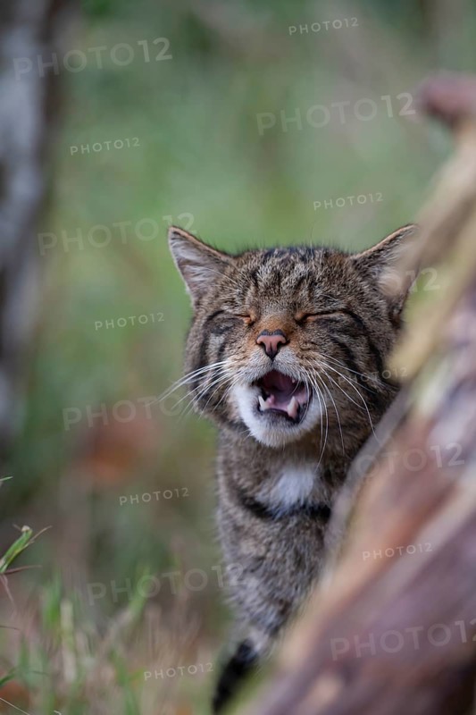European wildcat (Felis silvestris) adult animal yawning, United Kingdom