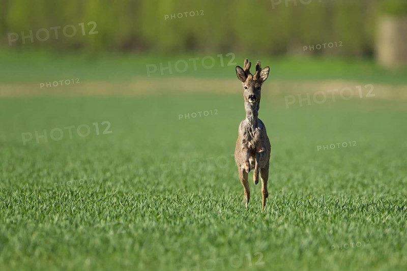 Roe deer (Capreolus capreolus) adult male roebuck buck running in a farmland cereal field, England, United Kingdom