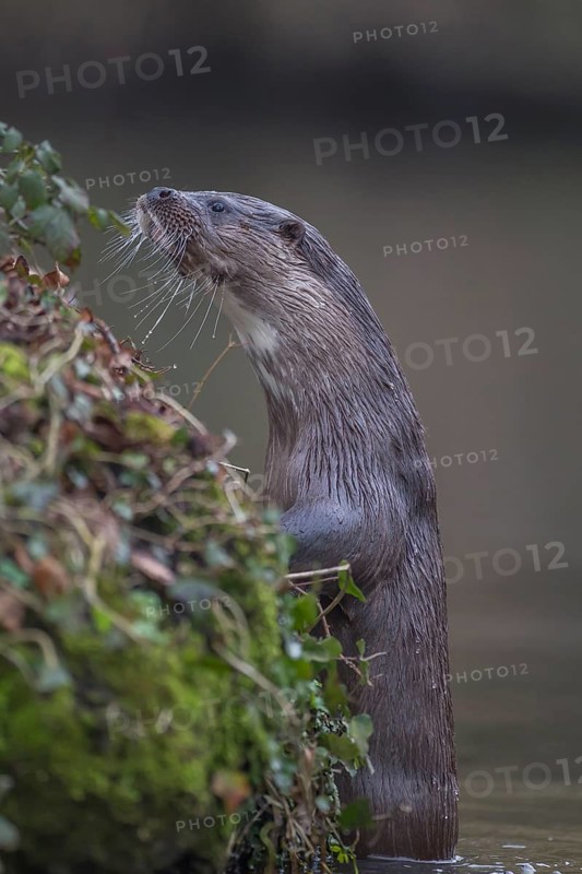 European otter (Lutra lutra) adult mammal on a river bank in spring, Norfolk, England, United Kingdom