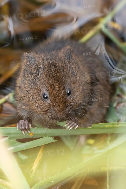 Water vole (Arvicola amphibius) adult mammal feeding on a reed stem in a pond, RSPB Minsmere nature reserve, Suffolk, England, United Kingdom